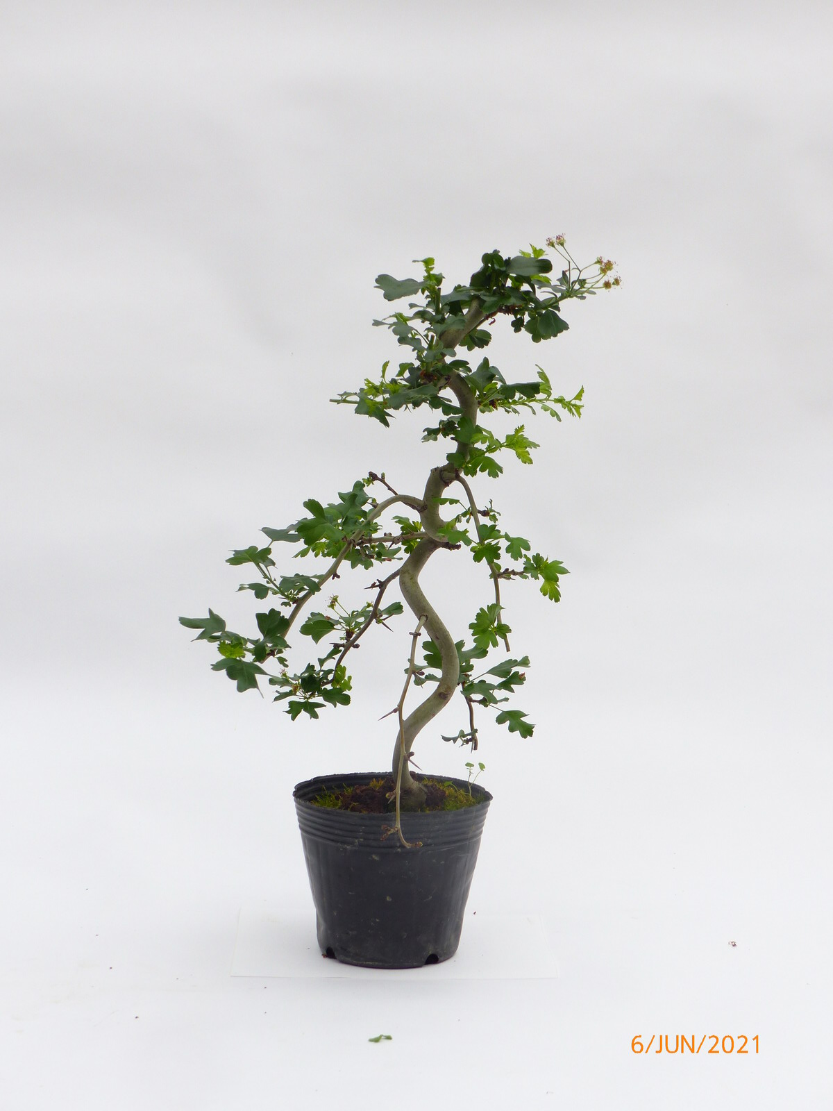 Rotdorndorn jap. - Crataegus laevigata 0862 - Bonsai Connection  -TEST-INSTANCE-